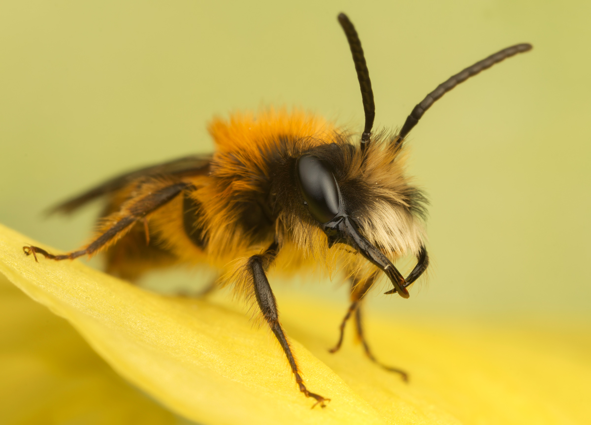 Tawny Mining Bee Male 5